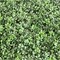 Green Boxwood Square Mat Panels - 12-Pack, Lifelike Foliage, Perfect for Wall Décor, Backdrops & Event Displays - Ideal for All Seasons, Floral Home by Artificial Flowers